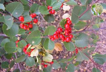 Rhamnus ilicifolia, hollyleaf buckthorn