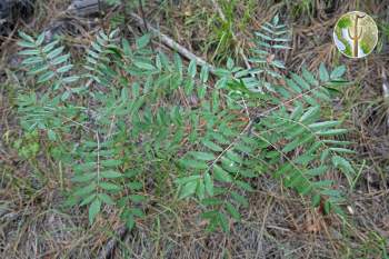 Rhus glabra