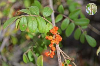 Rhus terebinthifolia