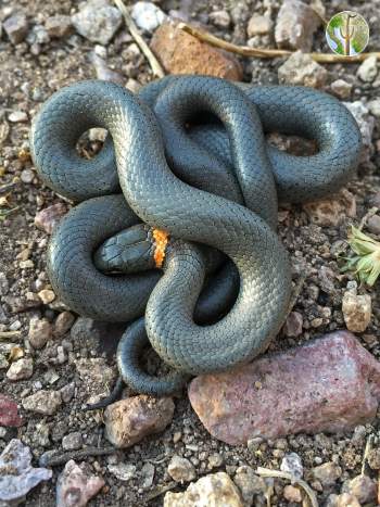 Diadophis punctatus, ring-necked snake