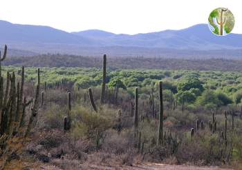 Rio Altar riparian vegetation surrounded by desert, Tubutama, Sonora