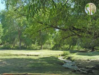 Rio Altar riparian vegetation under Tubutama bridge