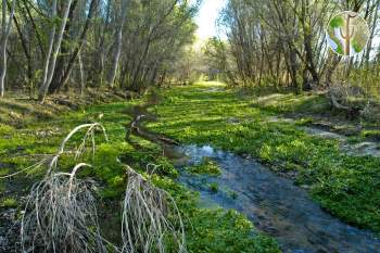 Rio Cocospera at El Aribabi