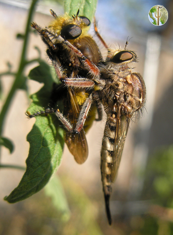 Robber fly eating another fly