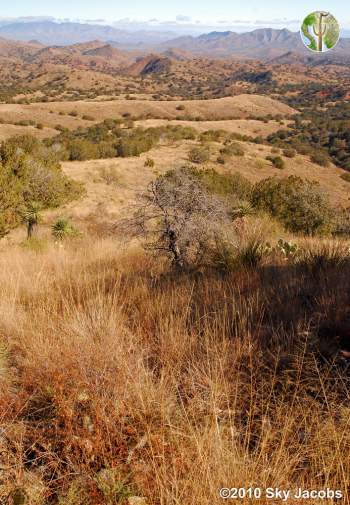 Rosemont Valley in the Santa Ritas