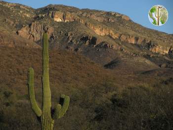 Saguaro and the northern Sierra El Humo