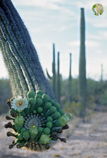 Hanging saguaro arm with flowers and buds