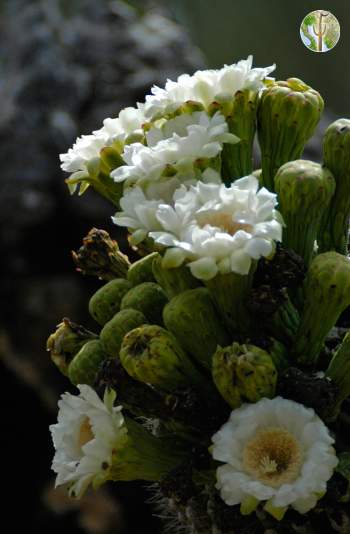 Saguaro flowers and buds