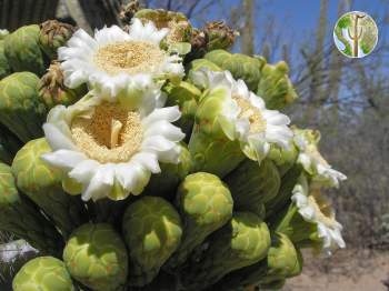 Saguaro flowers and buds