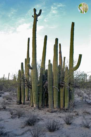 Saguaros and nurse tree