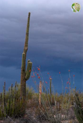 Saguaro and desert storm