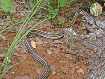 Salvadora bairdi eating whiptail