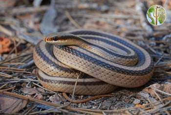 Eastern patch-nosed snake, Salvadora grahamiae