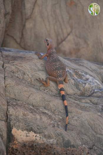 Sauromalus ater, Common Chuckwalla
