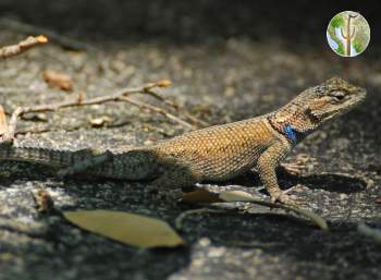 Sceloporus jarrovii, Yarrow's spiny lizard