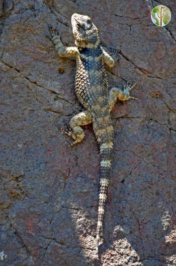 Sceloporus poinsettii