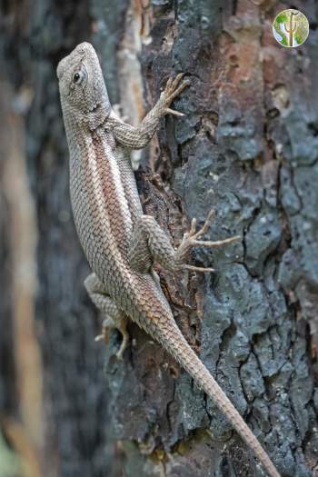 Sceloporus slevini