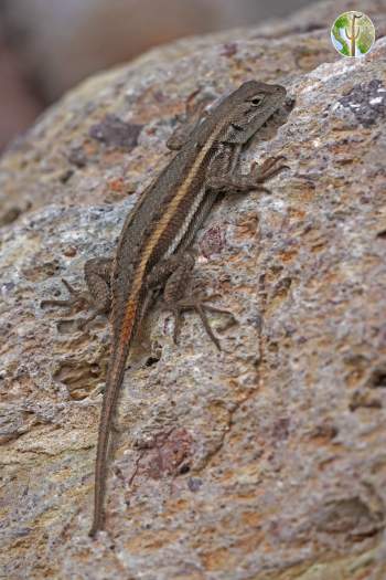 Sceloporus virgatus