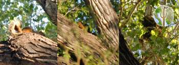 Sciurus nayaritensis, fox squirrel