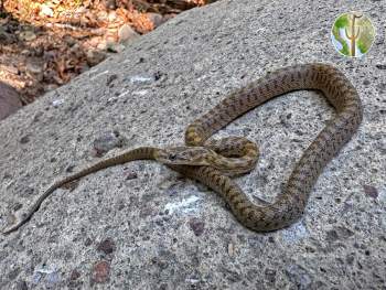 Young Senticolis triaspis, green rat snake