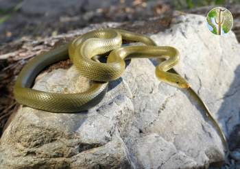 Senticolis triaspis, green rat snake