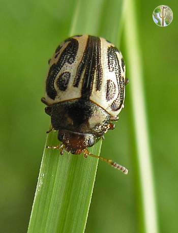 Small beetle