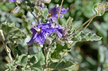 Solanum houstonii