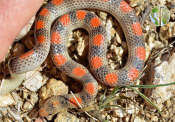 Sonora semiannulata (groundsnake)