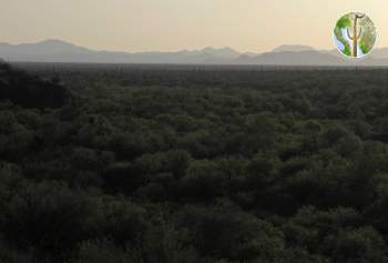 Sonora desert view