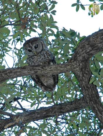 Spotted owl in oak