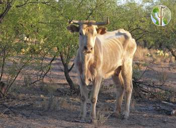 Starving cow in semi-desert grasslands