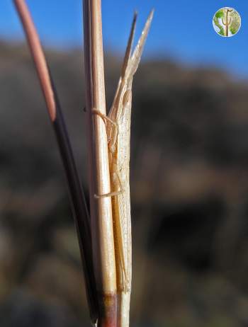 Unknown grasshopper, Tumacacoris