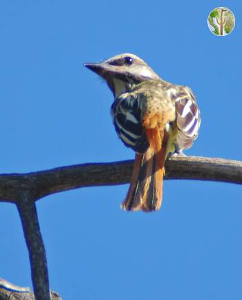 sulfer-bellied flycatcher