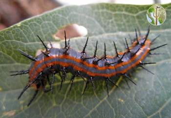 Swallowtail caterpillar