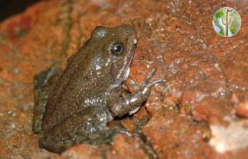 Lithobates tarahumarae, Tarahumara frog