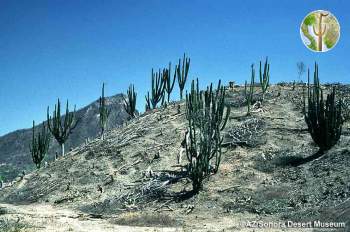 Tropical Deciduous Forest cleared for cattle (©AZ/Sonora Desert Museum)