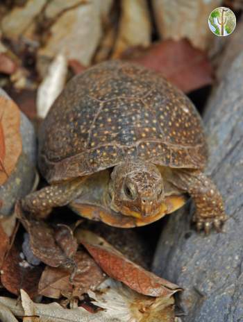 Terrapene nelsoni, spotted box turtle