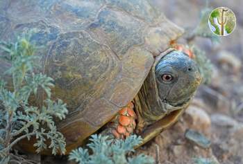 Terrapene ornata