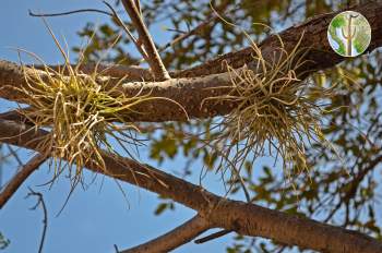 Tillandsia recurvata