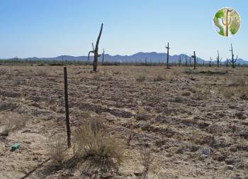 Tilling and blading of Sonoran Desert for buffelgrass