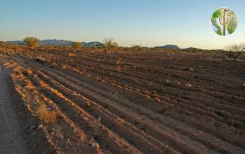 Tilling the Sonoran Desert for cattle