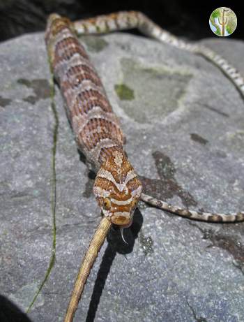 Trimorphodon lambda choked to death trying to eat Clark's spiny lizard