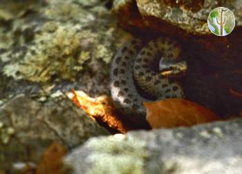 Crotalus pricei, twin-spotted rattlesnake