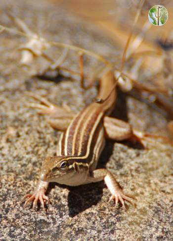 Unknown whiptail