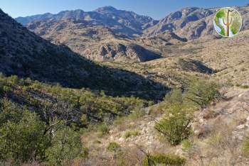 Upper Bear Canyon, Santa Catalina Mountains