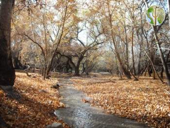 The upper Santa Cruz river near San Lazaro, Sonora