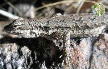 Urosaurus ornatus, ornate tree lizard