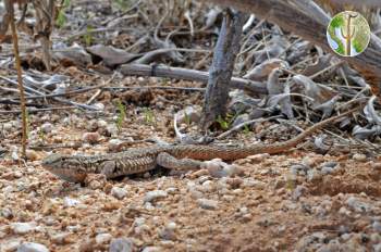 Uta stansburiana elegans