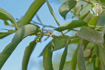 Vallesia glabra