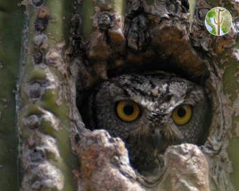 Western screech-owl in saguaro cavity